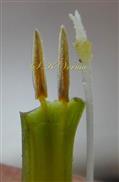  Stamens and Pistil Head
